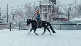 Чешский влог. Работа по жердям с молодой лошадью.