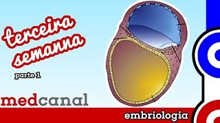 Terceira Semana (Parte 1) | EMBRIOLOGIA 3