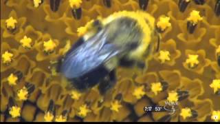 6/20/15 Wild Bees Study PKG