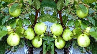 How to grow guava plants faster ? Growing Guava tree