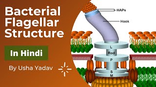 Bacterial Flagellar Structure || Morphology of Prokaryotic cell