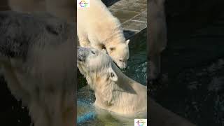 Mother Polar Bears facts That you won't believe! #!shorts #shortsfeed #facts #weirdanimals #mystery