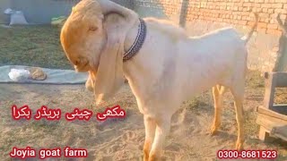 Breeder Buck | مکھی چینا بریڈر بکرا | Makhi cheena Breeder Bakra | @joyiaGoatFarm