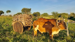 CARRO DE BOIS EM SÍTIO NOVO DE TEOFILÂNDIA BA