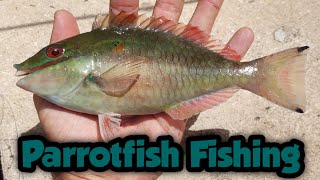 Fishing for Parrotfish on Virginia Key