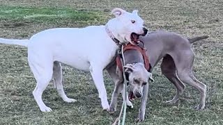 181. Weimaraner & Pitbull's Wrestle, Play, Zoomies 10/14/2024 #weimaraner #pitbull