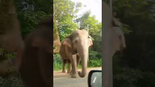 තව පොඩ්ඩෙන් ... | #shortvideo #ytshorts #travelling #minivlog #elephant #srilanka