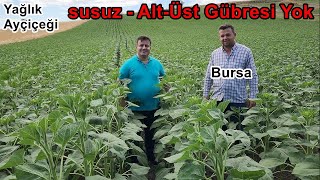 Karacabey - Kurak Arazide  Ayçiçeği Sıvı Yaprak Gübresi Uygulaması -Taban Gübresi ve Üst Gübresi Yok