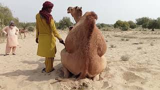 Camel Meeting