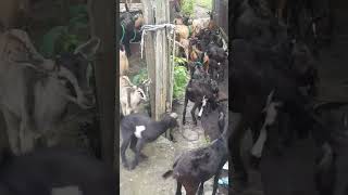 Koloni Kambing Kacang Sangat Kompak Keluar Kandang || KOMPAK TARAKANI