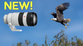 Wildlife Hands On - Sony's New 70-200mm First Impression