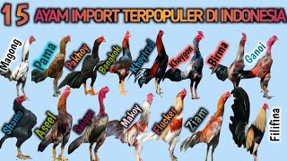 15 AYAM IMPORT TERPOPULER DI INDONESIA