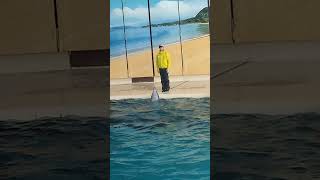 dolphin show episode 3