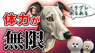 【犬のしつけ】イタリアングレーハウンドの体力が無限【悩み相談ライブ切り抜き】