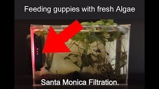 HOG.5 feeds the guppies fresh algae... a favorite food