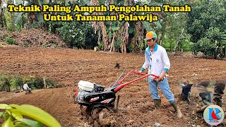 Teknik Paling Ampuh Pengolahan Tanah Untuk Tanaman Palawija, Jahe, Cabe, Jagung dan Lain-lain