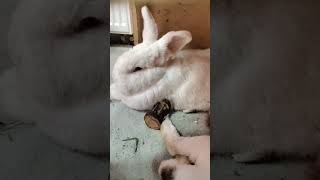 Погладила  всіх кроликів 🐰🐰🐰🐰