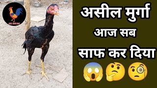 असील मुर्गा || Aseel homebreed chicks| #trending #aseelmurga #aseelmurgalover #youtube #aseelbachhe