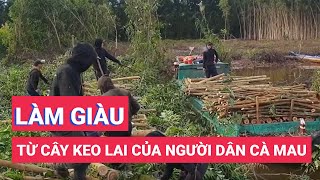 Người dân Cà Mau làm giàu từ cây keo lai