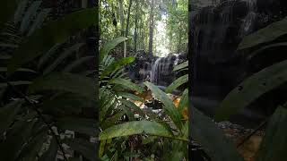 Amazônia 🌿🇧🇷