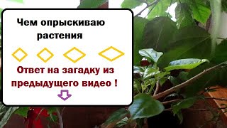 Чем опрыскиваю растения , капризный стефанотис   и другие // Ответ на загадку из предыдущего видео