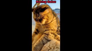 Kucing Galau | Upset Cat #shorts #cat #kitten #pet #Kucing #FunnyCat