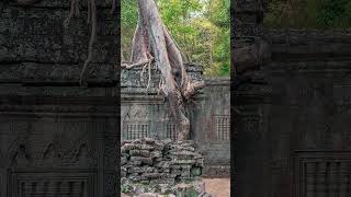 Храм (Ta Prohm) в Сиемреапе, Камбоджа