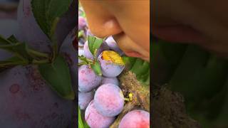 Fresh Plum Fruit in 2024 What You Need to Know