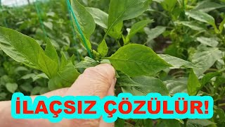 BİTKİLERİNİZDE HERHANGİ BİR HASTALIĞI İLAÇ SIKMADAN DA ÖNLEYEBİLİRSİNİZ!  (77)