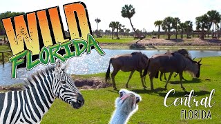 Wild Florida Drive Thru Safari & Gator Park Review