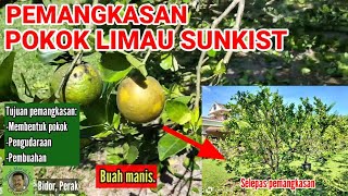 PEMANGKASAN POKOK LIMAU SUNKIST | Berbuah sepanjang masa