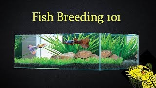 Fish Breeding: Basics To Success