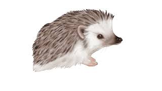 Hedgehog Sound