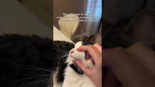 Funny Animals Videos 🤣 | Ep. 450 #shorts #viral #funny