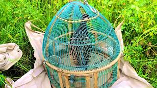 Black francolin voice black francolin calling Kaaly teetar ki mast awaz kaaly teetar ki awaz