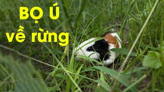 BỌ Ú ĐƯỢC THẢ VỀ CÁNH ĐỒNG CỎ SẼ NHƯ THẾ NÀO? CHUỘT LANG CHUỘT HAMSTER GUINEAPIG