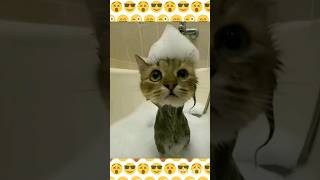 Котик купается💦😸 #youtubeshorts #cute #babycat #cat #funny #рек #котенок #котик