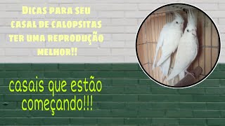 🔴DICAS DE COMO TER UM RESULTADO MELHOR NA REPRODUÇÃO DAS SUAS CALOPSITAS🔴