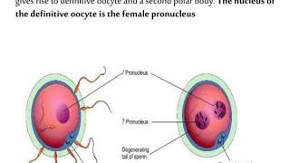 oral biology