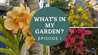 What's in My Garden? Garden Tour: Episode 1