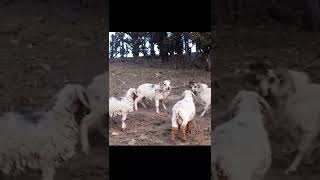 The Whole Herd Of Goats Savagely Butts Each Other To Fight For The Throne #goat #goats #animals