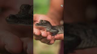 Quick Dwarf Crocodile Facts - The SMALLEST CROC of ALL - Animal a Day #shorts #animals