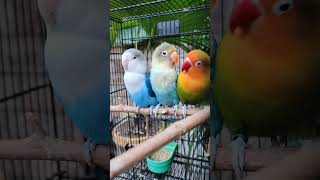 Blue Lovebird Leads the Fun! Three Lovebirds Play Together