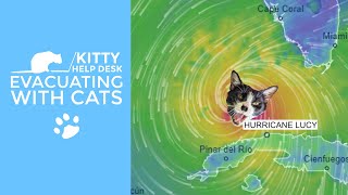 Evacuating With Cats - Stay Calm and Be Prepared!