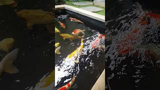 #slowmotion #trendingshorts #animals #ikankoi #fish