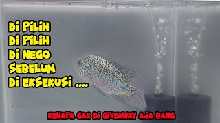 Ikan Louhan Kamfa F2 Ori Thailand FEMALE alias BETINA ...