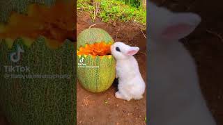 الارنب الكيوت🐇