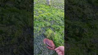 Giant Rock Crab tidepooling at Seahurst park