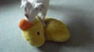 Mischievous Mylo murders a duck