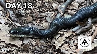 Porcupine & more SNAKES | Day 18 | Appalachian Trail 2023